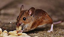 24 Hour & Emergency Exterminators in Elk Grove Village, IL